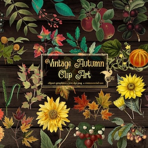 Vintage Autumn Clipart - antique illustrations of fall leaves and flowers in png format instant download for commercial use
