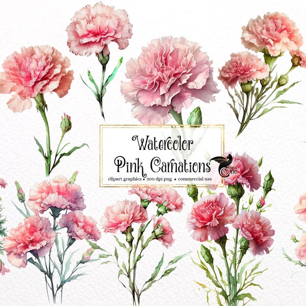 Watercolor Pink Carnation Clipart - floral graphics in PNG format instant download for commercial use