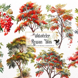Aquarell Ebereschen Bäume Clipart - Herbst Wald PNG format sofortiger Download für kommerzielle Nutzung