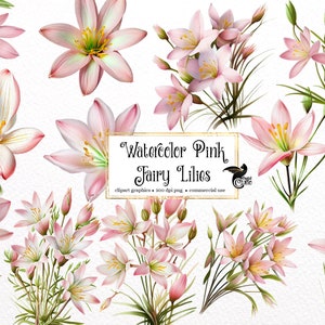 Watercolor Pink Fairy Lily Clipart - lilies in PNG format instant download for commercial use