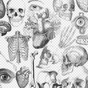 Antique Anatomy Overlays 2, Vintage Skeleton and Anatomical Clip Art ...