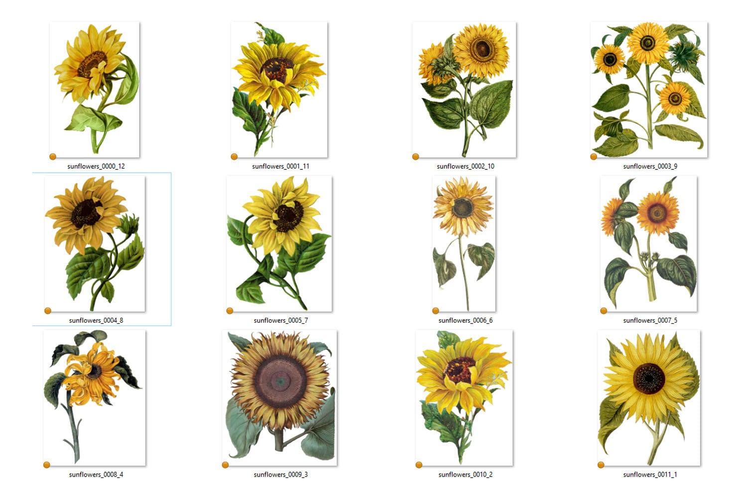Vintage Sunflower Clipart Antique Illustrations of Yellow Sun - Etsy