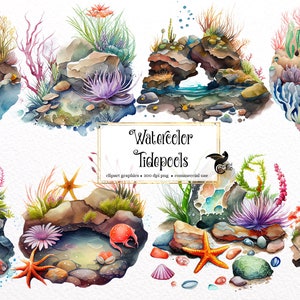 Op de afbeelding: Waterverf illustraties van getijdenpoelen met verschillende zeedieren, waaronder zeesterren, anemonen, krabben en zeewier. De illustraties zijn realistisch en hebben levendige kleuren.