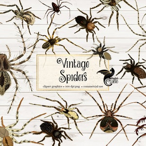 Vintage Spider Clipart, antique spider illustrations digital arachnid illustrations PNG instant download commercial use