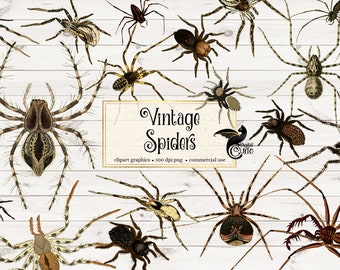 Vintage Spider Illustrations, Antique Arachnid Clipart (PNG Digital Download)