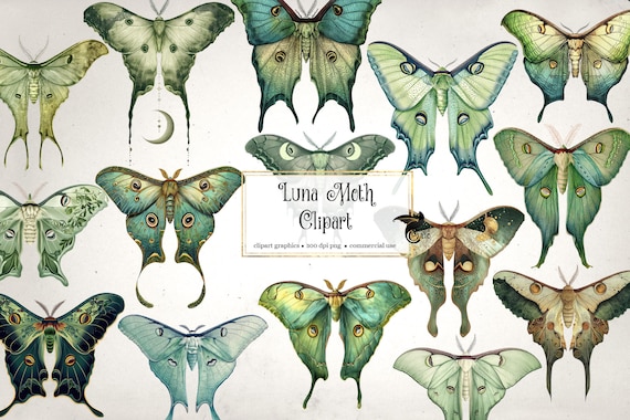 Luna Moth Clipart – Digital Illustrations, Commercial Use (PNG)