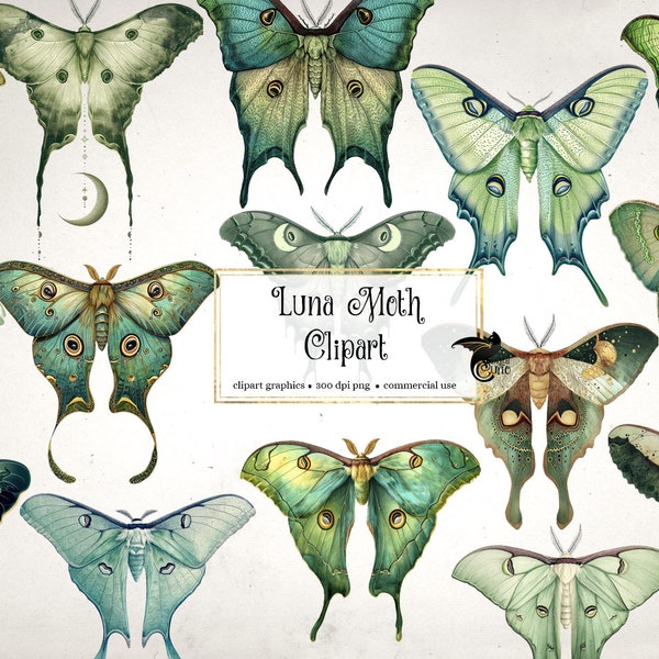 Luna Moth Clipart - illustrations numériques de papillons de nuit au format png clip art téléchargement instantané pour un usage commercial