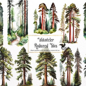 Watercolor Redwood Trees Clipart - coastal forest PNG format instant download for commercial use
