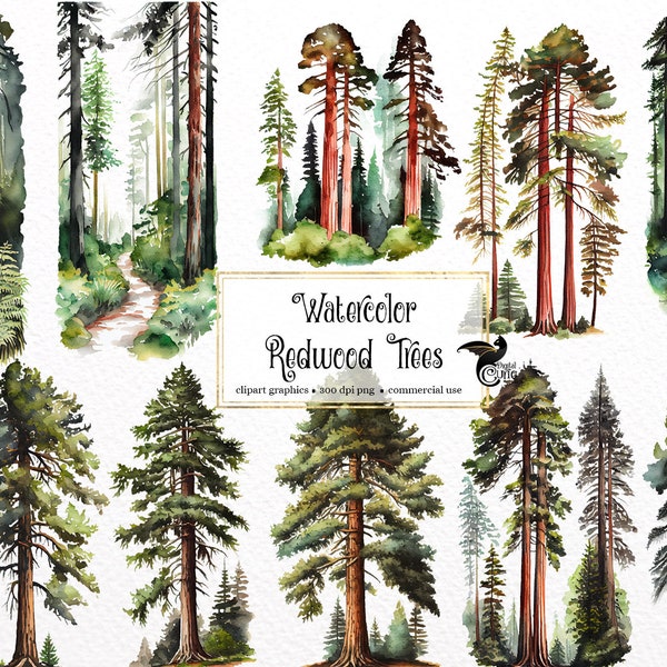 Aquarel Redwood Trees Clipart - kustbos PNG formaat instant download voor commercieel gebruik