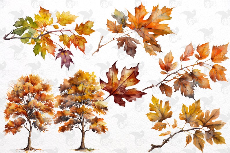 Watercolor Maple Clipart – Autumn Leaves & Branches (PNG, Digital ...