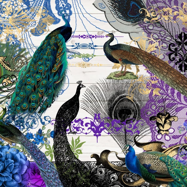 Vintage Peacock Clipart, Antique Feathers, Lace Overlays (Digital Download)