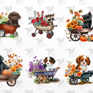 May include: Six illustrations of wheelbarrows filled with flowers and pumpkins. Each wheelbarrow has a different animal sitting in it, including a raccoon, a black cat, a brown puppy, a black puppy, and two brown and white puppies.