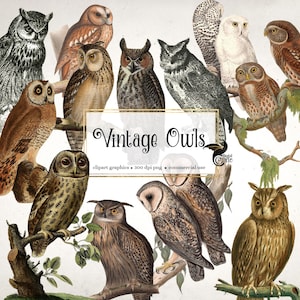 Vintage Eulen Clipart, antike Eulen Illustrationen digitale Illustrationen PNG sofortigen Download kommerzielle Nutzung
