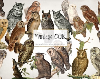 Vintage Owls Clipart, antique owl illustrations digital illustrations PNG instant download commercial use