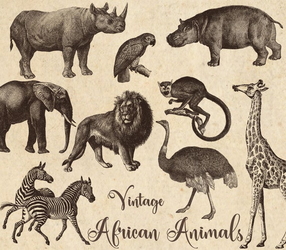 Vintage African Animals Clipart, antique safari illustrations, png clip art, elephant, lion, zebra, giraffe digital download, commercial use