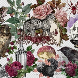 May include: A digital collage featuring a variety of vintage illustrations, including a cat, owl, frog, spider, crow, moth, mushrooms, and roses. The images are layered and overlapping, creating a whimsical and gothic aesthetic.