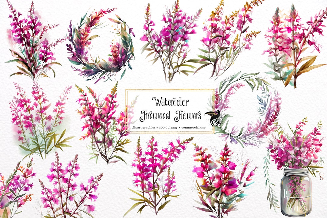 Watercolor Fireweed Flowers Clipart Floral Alaskan Flowers and Bouquets
