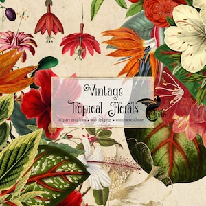 Vintage tropische bloemen clipart, antieke bloemenillustraties en geïsoleerde png vintage bloem overlays instant download commercieel gebruik