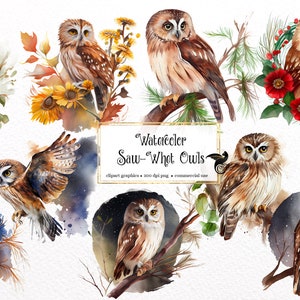 Aquarell Saw-Whet Eulen Clipart - niedliche Eule ClipArt im PNG-Format sofortiger Download für kommerzielle Nutzung