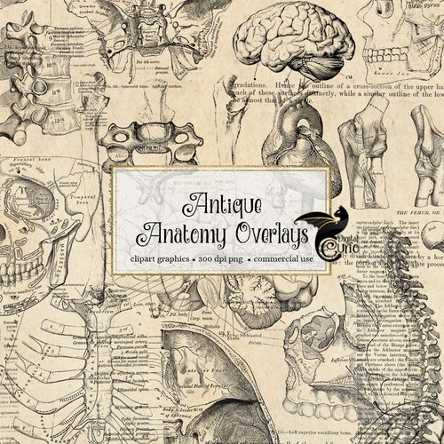 Antique Anatomy Overlays 2 Vintage Skeleton and Anatomical - Etsy
