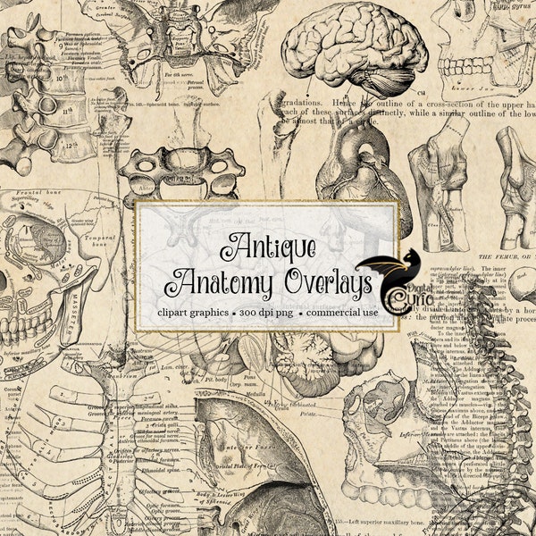 Antique Anatomy Overlays, vintage skeleton and anatomical clip art graphics and illustrations PNG format instant download for commercial use