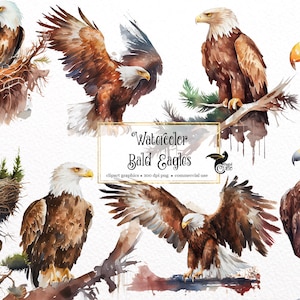 Aquarell Weißkopfseeadler Clipart - Alpenwald Adler PNG format sofortiger Download für kommerzielle Nutzung