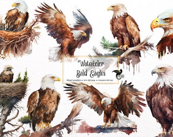 Watercolor Bald Eagle Clipart - alpine forest eagle PNG format instant download for commercial use