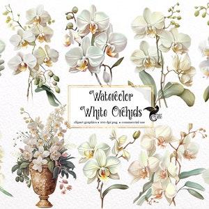 Watercolor White Orchid Clipart - spring floral PNG format instant download for commercial use
