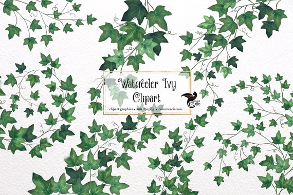 Efeublatt Clipart efeublatt-clipart
