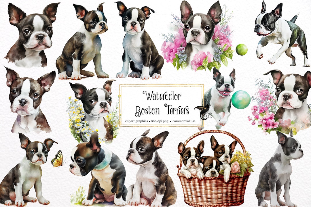 Watercolor Boston Terrier Clipart Cute Dogs and Puppies PNG Format ...