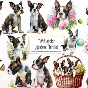 Watercolor Boston Terrier Clipart - cute dogs and puppies PNG format instant download for commercial use