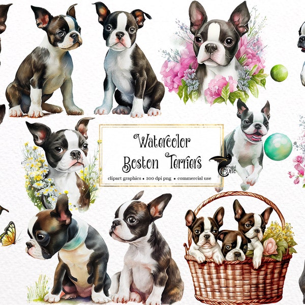 Watercolor Boston Terrier Clipart - cute dogs and puppies PNG format instant download for commercial use