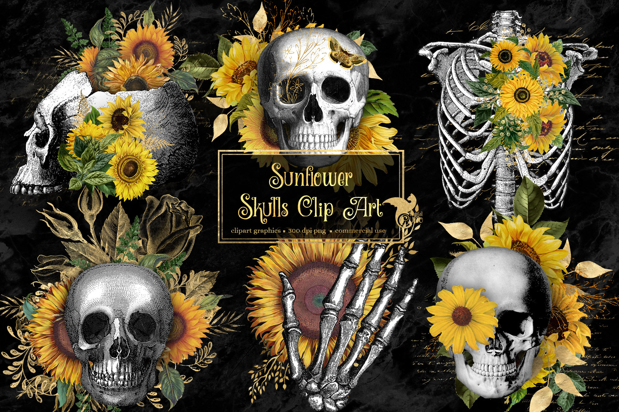 Sunflower Skull Elements, Antique Illustrations of Human