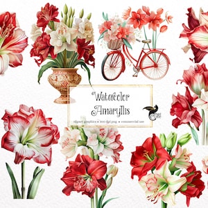 Watercolor Amaryllis Clipart - spring flowers in PNG format instant download for commercial use