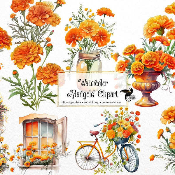 Watercolor Marigold Clipart - fall floral calendula flowers PNG format instant download for commercial use