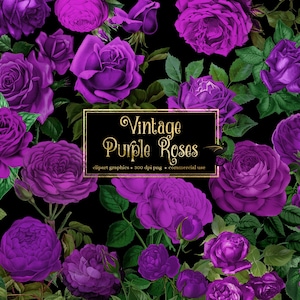 Vintage paarse rozen clipart, antieke roos illustraties PNG-formaat, vintage roos clip art graphics instant download commercieel gebruik