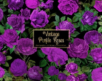 Vintage paarse rozen clipart, antieke roos illustraties PNG-formaat, vintage roos clip art graphics instant download commercieel gebruik