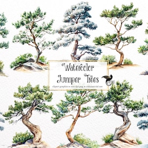 Può includere: Illustrazioni ad acquerello di alberi di ginepro in varie pose, alcuni con la neve sui rami. Gli alberi sono dipinti in tonalità di verde, marrone e bianco. Il testo "Watercolor Juniper Trees" è scritto in lettere nere su sfondo bianco.