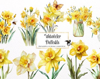 Watercolor Daffodil Clipart - spring flowers in PNG format instant download for commercial use