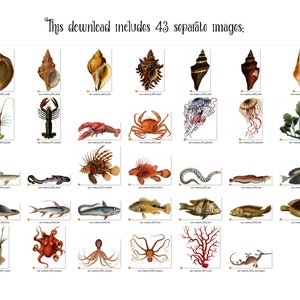 Vintage Sea Creatures Clipart antique illustrations of fish and nautical marine life in png format instant download for commercial use image 3