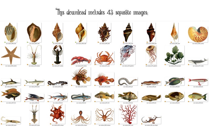 Vintage Sea Creatures Clipart antique illustrations of fish and nautical marine life in png format instant download for commercial use image 3