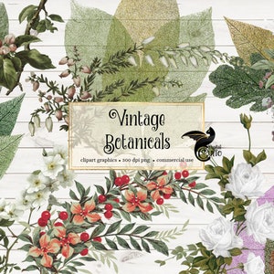 Clipart botanico vintage, formato PNG di illustrazioni di fiori antichi, grafica vintage clip art a foglia download istantaneo uso commerciale