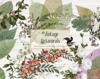 Vintage Flower Clipart, Botanical Illustrations, Antique PNG Graphics (Digital Download)