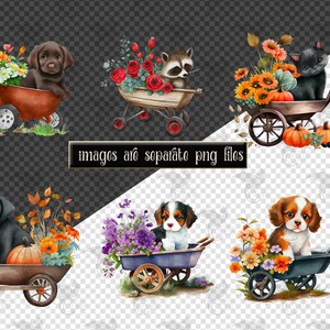 May include: Six watercolor illustrations of animals in wheelbarrows with fall-themed flowers. A black dog, a brown and white dog, a black cat, a raccoon, and two brown and white dogs are in the wheelbarrows. The wheelbarrows are filled with sunflowers, pumpkins, and fall leaves.