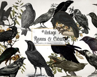 Vintage Ravens and Crows Clipart, antique black bird illustrations digital illustrations PNG instant download commercial use