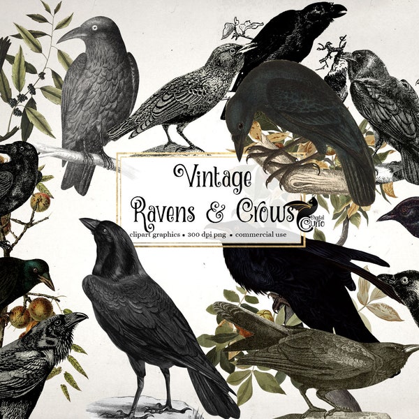 Imágenes prediseñadas de cuervos vintage, ilustraciones antiguas de aves (descarga digital PNG)