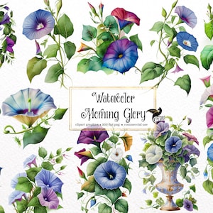 Watercolor Morning Glory Clipart - floral watercolor PNG format instant download for commercial use