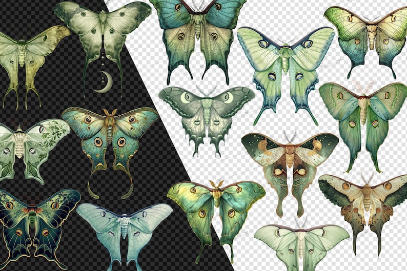 Puede incluir: Una colecci&oacute;n de 12 polillas verdes, azules y marrones con intrincados patrones y detalles. Las polillas se representan con las alas extendidas, mostrando sus colores vibrantes y sus texturas delicadas.