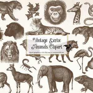 Vintage Exotic Animals Clipart, antiche illustrazioni di safari africano, download digitale di clipart png per uso commerciale