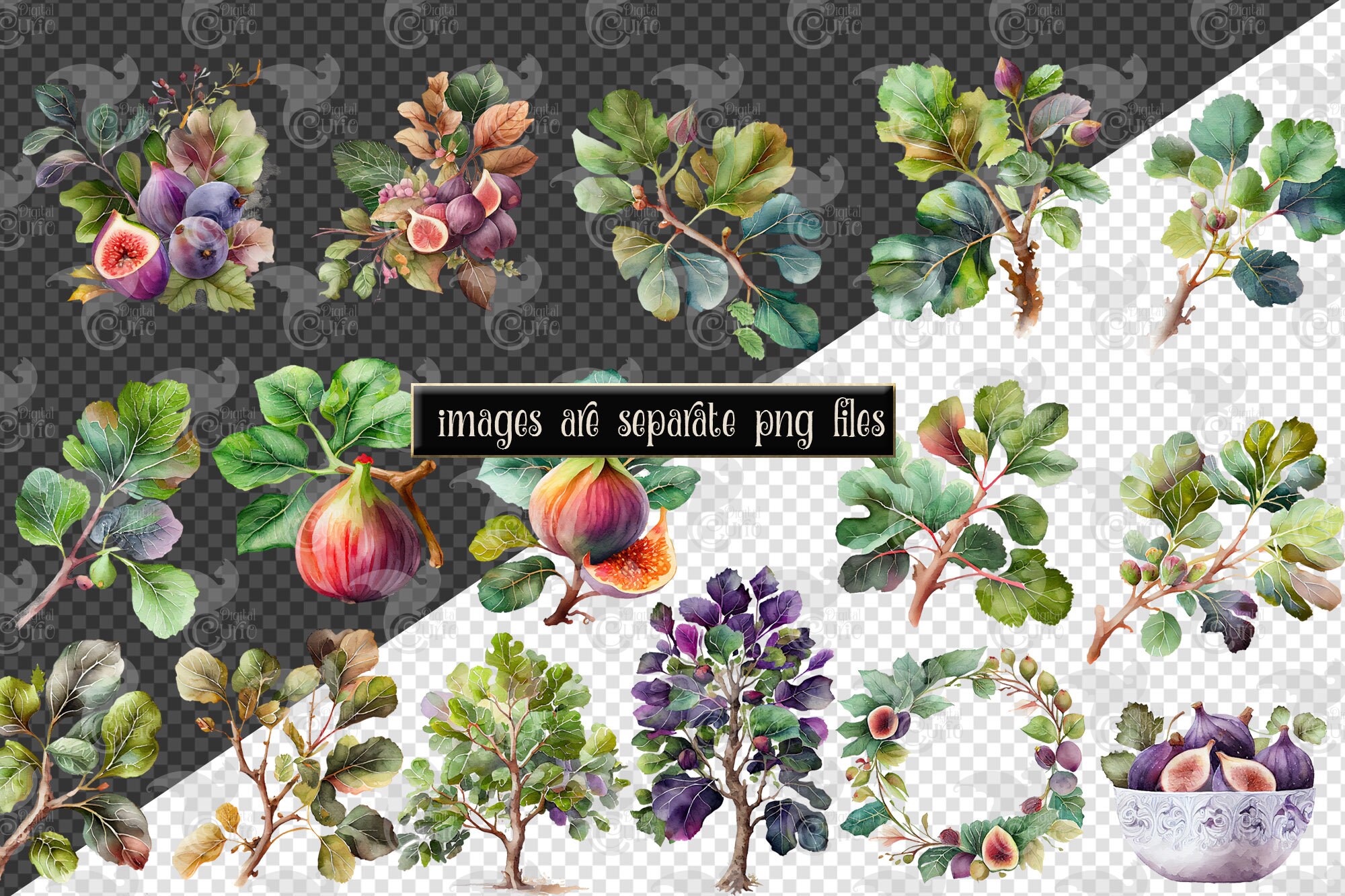 Watercolor Fig Clipart Digital Png Figs and Fig Tree Etsy Canada